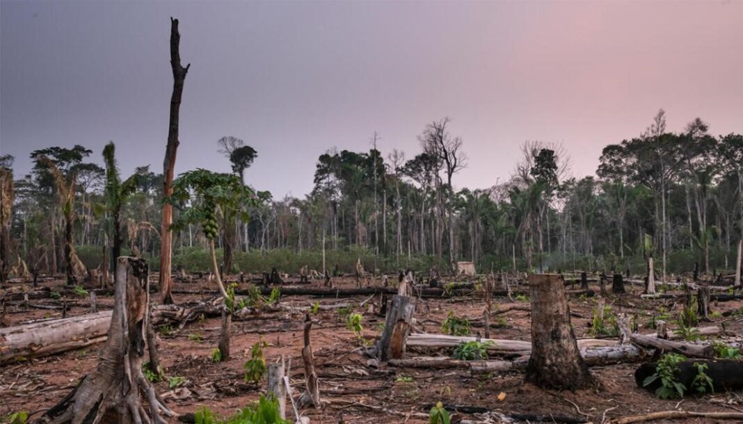 Amazon deforestation